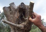 Zeytin Aşısı Ne Zaman Ve Nasıl Yapılır?