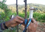 Antep Fıstığı Aşısı Ne Zaman Ve Nasıl Yapılır?