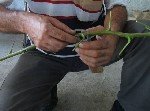 Kiraz Aşılama Ne Zaman Ve Nasıl Yapılır?