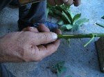 Kiraz Aşılama Ne Zaman Ve Nasıl Yapılır?