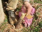 Kakma Aşı Nasıl Yapılır?