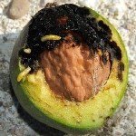 Ceviz Yeşil Sineği Zararlısı (Rhagoletis Completa)