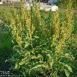 Kıvırcık Labada Nedir? (Rumex Crispus)