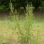 Kıvırcık Labada Otu Nedir?