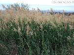 Kamış Nedir? (Phragmites Australis)
