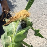 Mısır Rastığı Hastalığı Belirtileri, Nedenleri Ve Mücadele Yöntemleri Mısır Rastığı Hastalığı Belirtileri, Nedenleri Ve Mücadele Yöntemleri