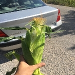 Mısır Rastığı Hastalığı Belirtileri, Nedenleri Ve Mücadele Yöntemleri Mısır Rastığı Hastalığı Belirtileri, Nedenleri Ve Mücadele Yöntemleri