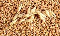 Arpa Gübreleme Önerileri Verimli Arpa Yetiştiriciliği İçin Tavsiyeler