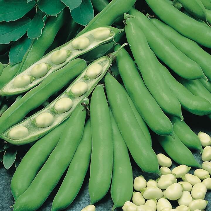 Bakla Yetiştiriciliğinde Gübreleme Programı Nasıl Olmalıdır?