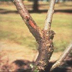 Kiraz Dal Yanıklığı Hastalığı Belirtileri, Nedenleri Ve Mücadelesi