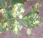 Gül Mozaik Virüsü (Rose Mosaic Virus)