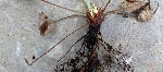 Çilekte Kök Çürüklüğü (Rhizoctonia Solani, Fusarium Oxysporum, M..) Hastalığı