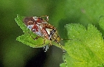 Pamukta Lygus (Lygus Spp)
