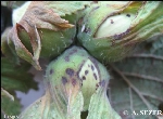 Fındık Bakteriyel Yanıklığı (Xanthomonas Arboricola Pv. Corylina)