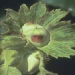 Fındık Bakteriyel Yanıklığı (Xanthomonas Arboricola Pv. Corylina) Fındık Bakteriyel Yanıklığı (Xanthomonas Arboricola Pv. Corylina)