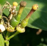 Limon Çiçek Güvesi Nedir? Zararları Ve Mücadele Yöntemleri