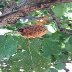 Kayısı Yaprak Delen Hastalığı Belirtileri, Nedenleri Ve Mücadelesi Kayısı Yaprak Delen Hastalığı Belirtileri, Nedenleri Ve Mücadelesi