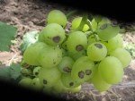 Antraknoz Hastalığı Belirtileri, Nedenleri Ve Mücadele Yöntemleri