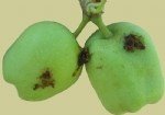 Elma İç Kurdu Nedir? Zararları Ve Mücadele Yöntemleri