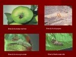 Elma İç Kurdu Nedir? Zararları Ve Mücadele Yöntemleri