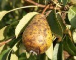 Armut Karaleke Hastalığı Belirtileri, Nedenleri Ve Mücadele Yöntemleri