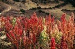 Kinoa (Quinoa) Yetiştiriciliği Nasıl Yapılır?