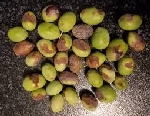 Zeytin Antraknozu (Gloeosporium Olivarum Alm.)