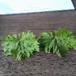 Bağ Yaprak Uyuzu Nedir? Zararları Ve Mücadele Yöntemleri