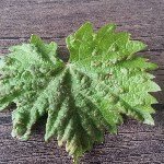 Bağ Yaprak Uyuzu Nedir? Zararları Ve Mücadele Yöntemleri