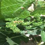 Bağ Yaprak Uyuzu Nedir? Zararları Ve Mücadele Yöntemleri