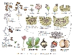 Kurşuni Küf Hastalığı (Botrytis Cinerea)