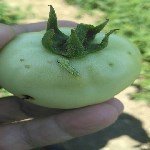 Sebzelerde Yeşilkurt Nedir? Zararları Ve Mücadele Yöntemleri Sebzelerde Yeşilkurt Nedir? Zararları Ve Mücadele Yöntemleri