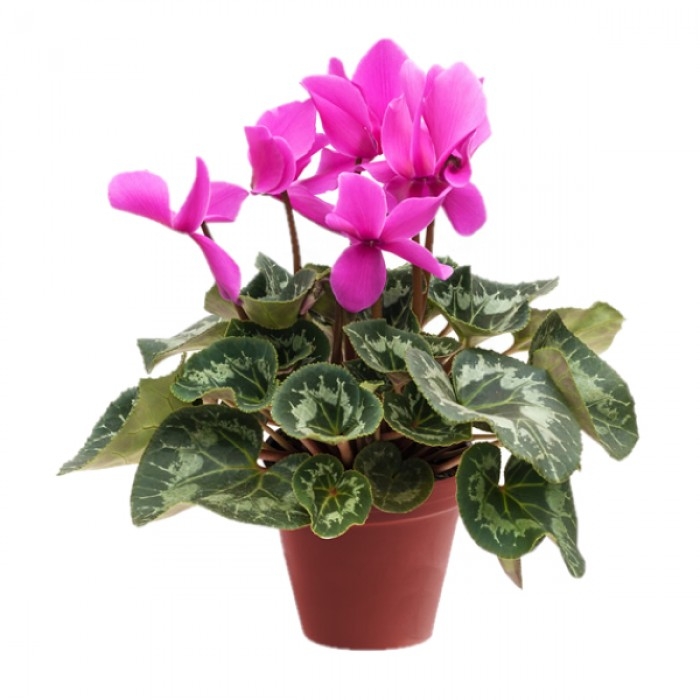 Sıklamen Çiçeği: Zarif Ve Renkli Bir Saksı Bitkisi