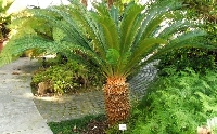 Sikas Ağacı
