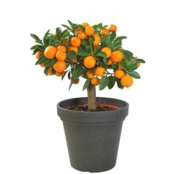 Süs Mandalinası: Ev Ve Bahçelerin Dekoratif Cazibesi