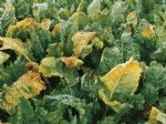Pancar Rhizomania Virüsü Belirtileri, Nedenleri Ve Mücadele Yöntemleri