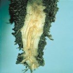 Pancar Rhizomania Virüsü Belirtileri, Nedenleri Ve Mücadele Yöntemleri Pancar Rhizomania Virüsü Belirtileri, Nedenleri Ve Mücadele Yöntemleri