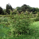 Mürver Otu Nedir? (Sambucus)