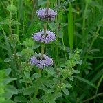 Su Nanesi Nedir? (Mentha Aquatica) Su Nanesi Nedir? (Mentha Aquatica)