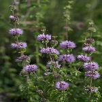 Su Nanesi Nedir? (Mentha Aquatica) Su Nanesi Nedir? (Mentha Aquatica)