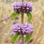 Su Nanesi Nedir? (Mentha Aquatica) Su Nanesi Nedir? (Mentha Aquatica)