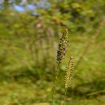Taçlı Köpek Kuyruğu Nedir? (Cynosurus Cristatus)