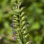 Taçlı Köpek Kuyruğu Nedir? (Cynosurus Cristatus) Taçlı Köpek Kuyruğu Nedir? (Cynosurus Cristatus)