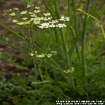 Yabani Kimyon Nedir? (Cuminum Cyminum Vs. Carum Carvi) Yabani Kimyon Nedir? (Cuminum Cyminum Vs. Carum Carvi)