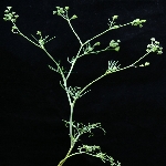 Yabani Kimyon Nedir? (Cuminum Cyminum Vs. Carum Carvi) Yabani Kimyon Nedir? (Cuminum Cyminum Vs. Carum Carvi)