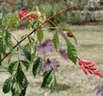 Acıağaç Faydaları Ve Zararları Nelerdir? Acıağaç Faydaları Ve Zararları Nelerdir?