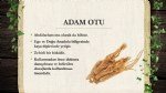 Adamotu (Köpekotu) Faydaları Ve Zararları Nelerdir?