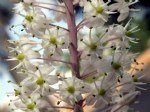 Adasoğanı Faydaları Ve Zararları Nelerdir?