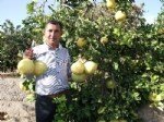 Ağaçkavunu Faydaları Ve Zararları Nelerdir?