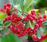 Akdiken Meyvesi Faydaları Ve Zararları Nelerdir?